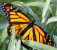 dl_08041202_monarch butterfly.jpg